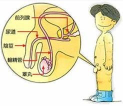 腹腔镜微创术治疗隐睾效果显著